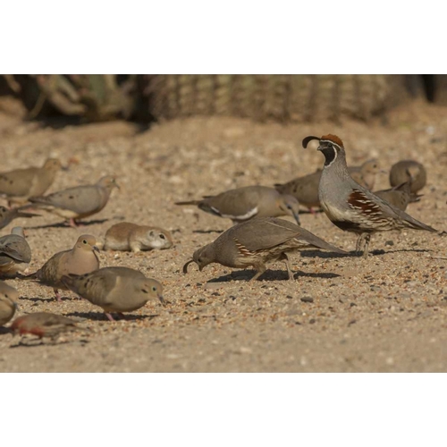AZ, Sonoran Desert Birds and ground squirrel
